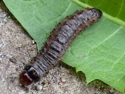 Apamea (Abromias) monoglypha