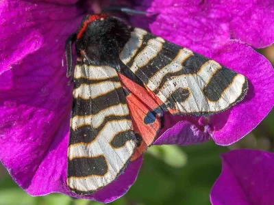 Arctia festiva
