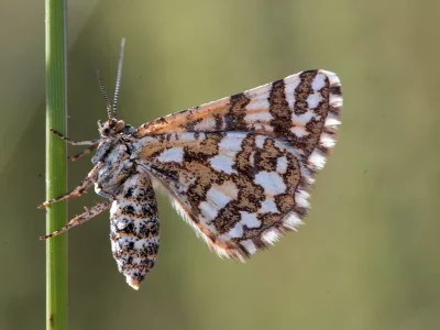 Narraga catalaunica