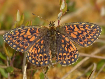 Boloria (Proclossiana) eunomia