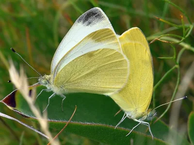 Pieris (Artogeia) ergane