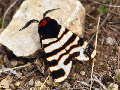 Arctia festiva