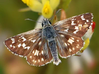 Pyrgus cinarae