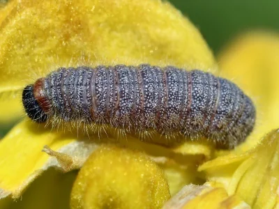 Muschampia (M.) proto