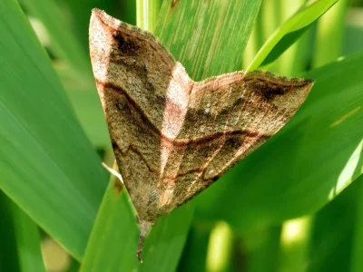 Hypena (Hypena) proboscidalis