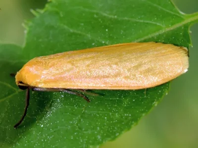 Eilema (Wittia) sororcula