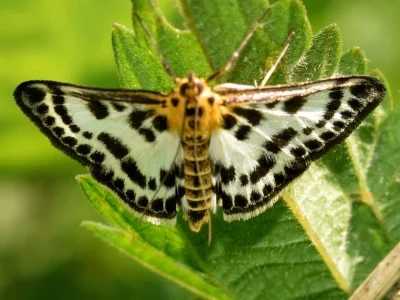 Anania hortulata