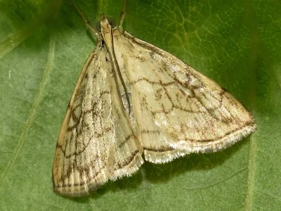 Evergestis pallidata