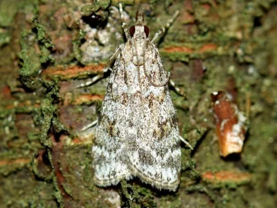 Scoparia ambigualis