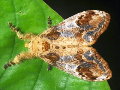 Olene mendosa
