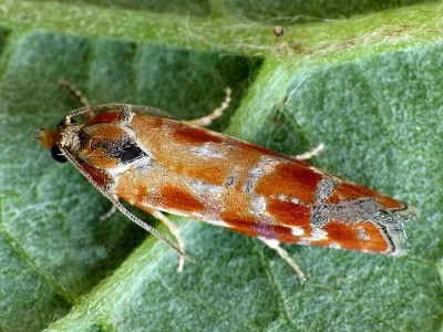 Rhyacionia buoliana