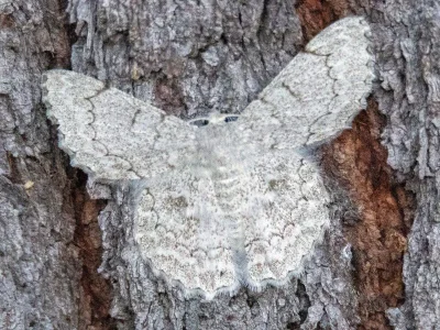 Pingasa chlora