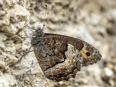 Hipparchia (Hipparchia) fagi