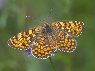 Melitaea phoebe