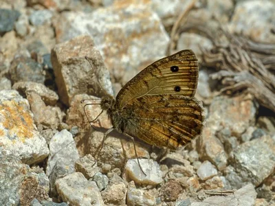 Pseudochazara alpina guriensis