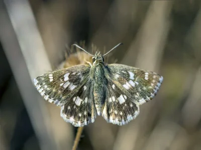 Muschampia poggei