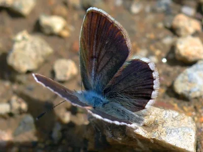 Polyommatus teberdina