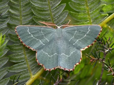 Thalera fimbrialis