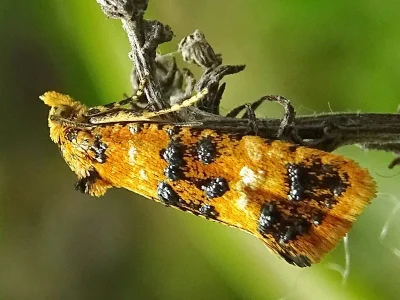 Commophila aeneana