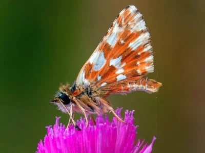 Spialia sertorius