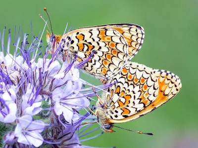 Melitaea phoebe