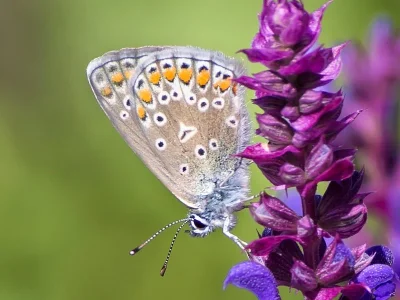 Polyommatus (Polyommatus) icarus