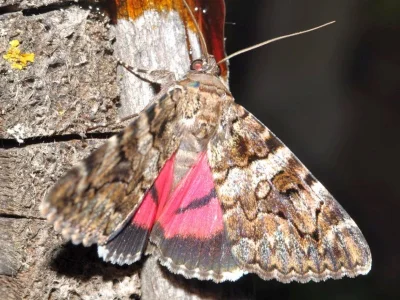 Catocala coniuncta