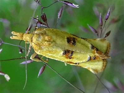 Fulvoclysia nerminae