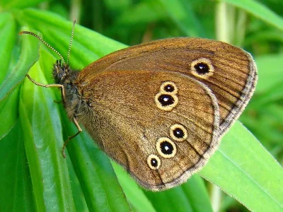 Aphantopus hyperantus