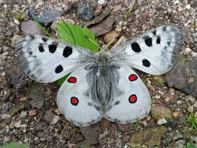 Parnassius (Parnassius) apollo