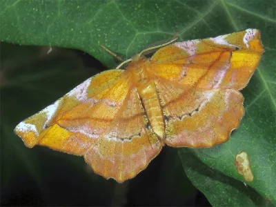 Apeira syringaria