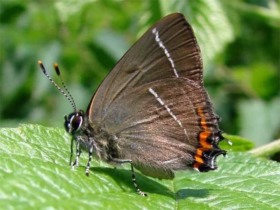 Satyrium (Strymonidia) w-album