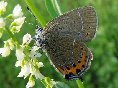 Satyrium (Strymonidia) pruni