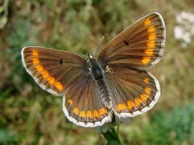 Aricia (Aricia) agestis