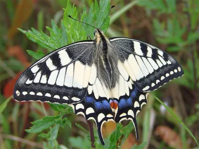 Papilio (Papilio) machaon