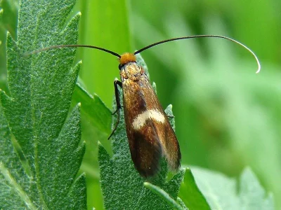 Cauchas rufimitrella