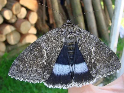 Catocala fraxini