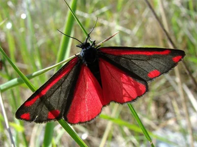 Tyria jacobaeae