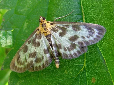 Anania hortulata