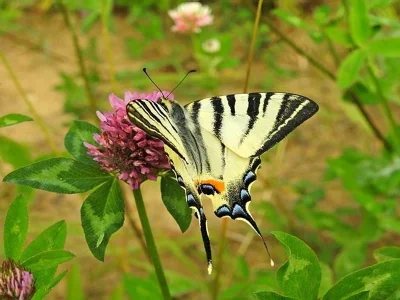 Iphiclides podalirius