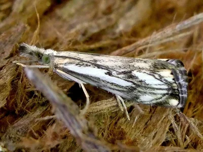 Catoptria falsella