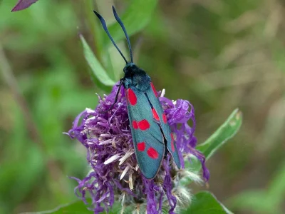 Zygaena (Zygaena) filipendulae