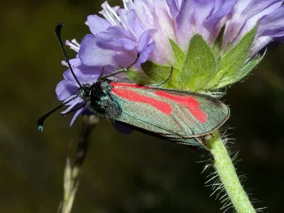 Zygaena (Mesembrynus) minos