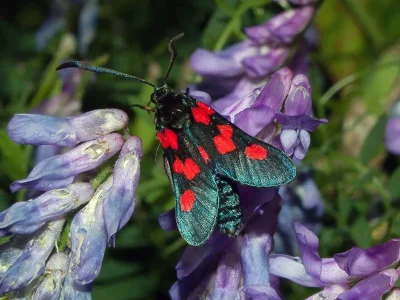 Zygaena (Zygaena) trifolii
