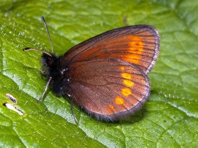 Erebia sudetica