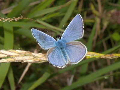 Polyommatus (Agrodiaetus) thersites