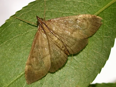 Anania terrealis