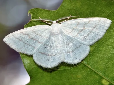 Cabera pusaria