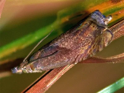 Dichrorampha simpliciana
