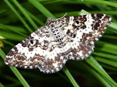 Epirrhoe tristata